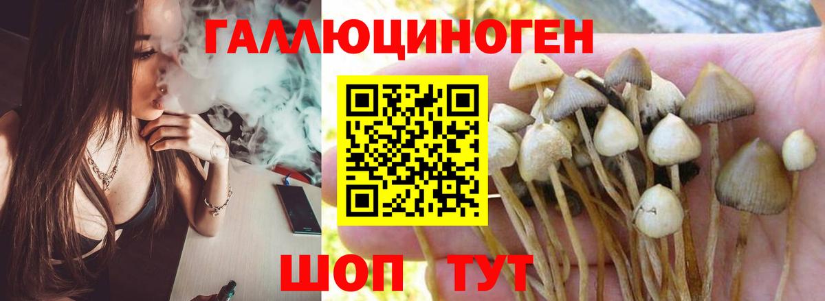 Псилоцибиновые грибы Psilocybine cubensis Тара